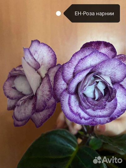 Цветы глоксиния