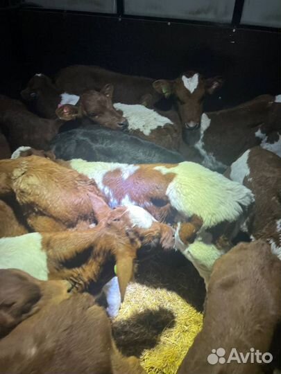 Телята бычки доставка