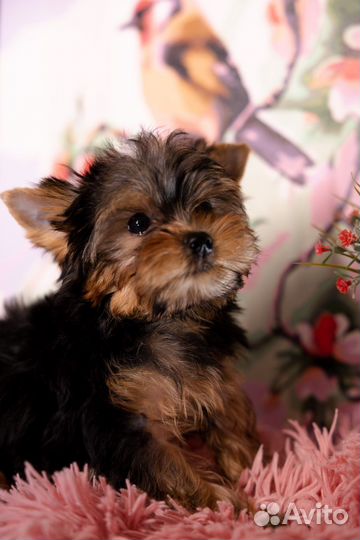 Йоркширский терьер мини беби фейс щенки