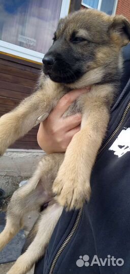 Собака в добрые руки щенок. Обработаны. Привиты