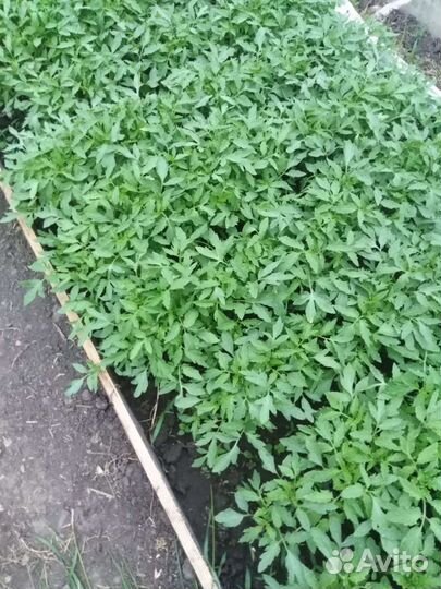 Рассада помидор и огурцов