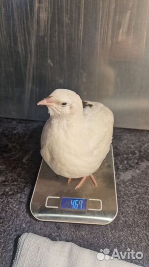 Инкубационное яйцо техасского утяжел. перепела