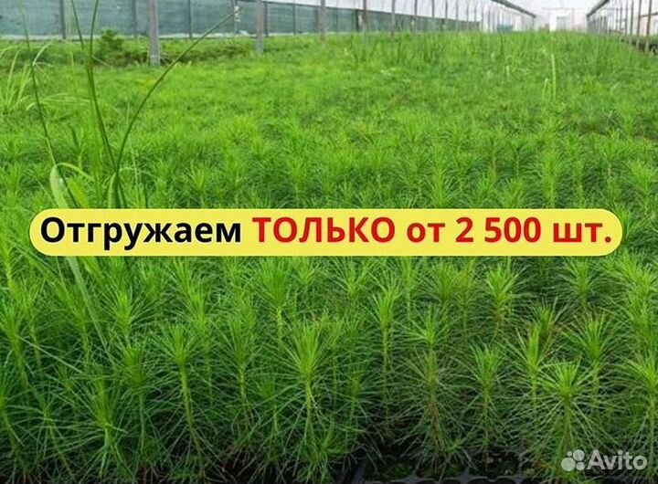 Саженцы ели зкс от производителя