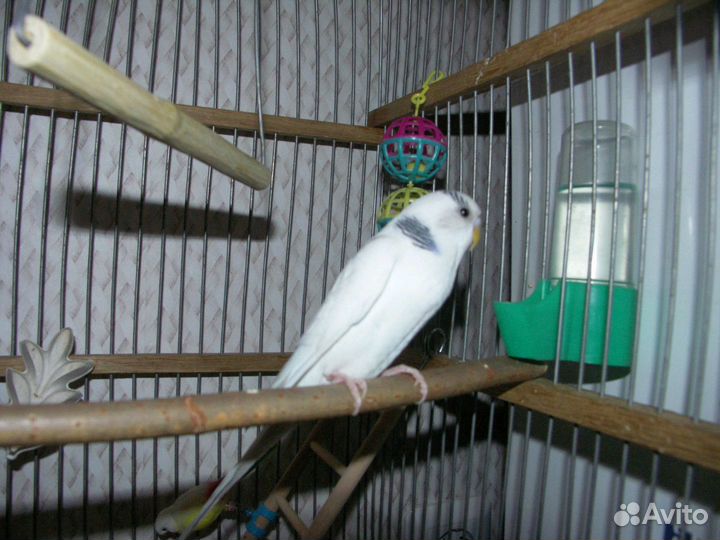 Передержка животных