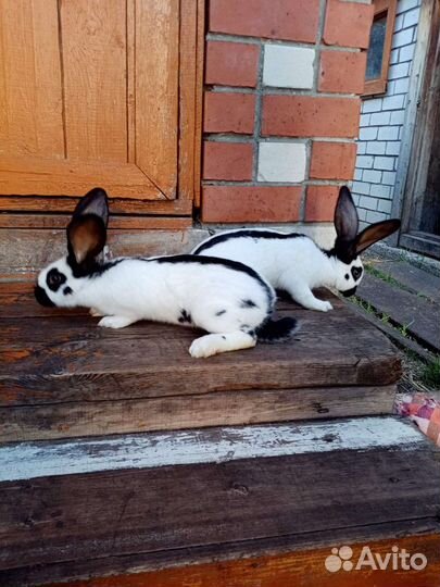 Кролики. Немецкий пестрый великан - Строкач