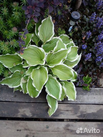 Большой выбор садовых многолетних цветов