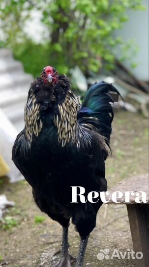 Породистые куры