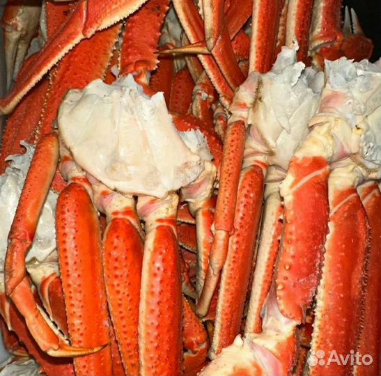 Краб стригун фаланга