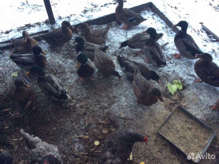 Подсадные утки