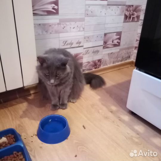 Мейкун бесплатно
