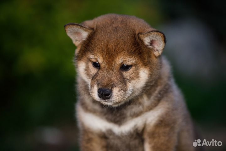 Щенки сиба окрасом сезам