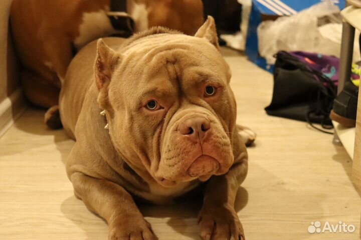 Американский Булии