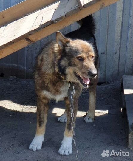 Крупный ласковый