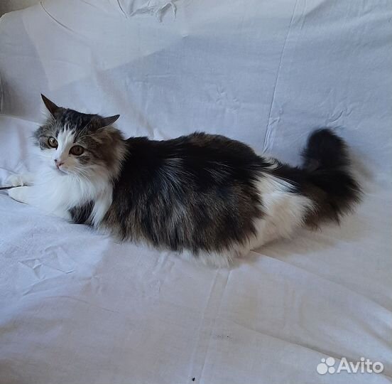 Пушистый осиротевший кот в добрые руки