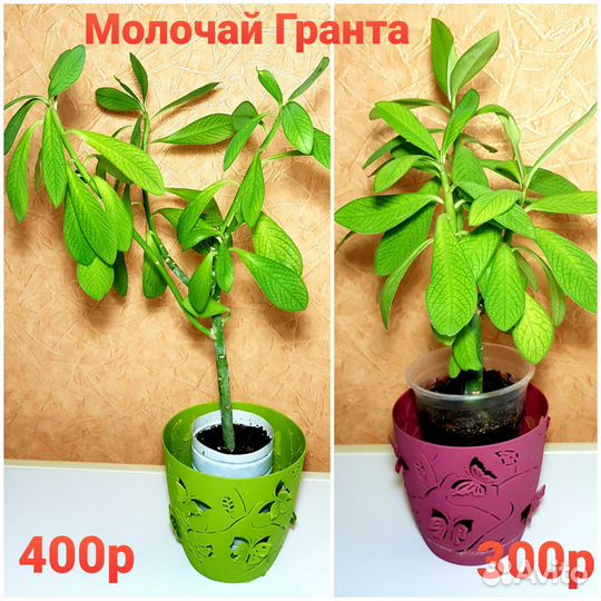 Фикус,Диффенбахия, Молочай гранта