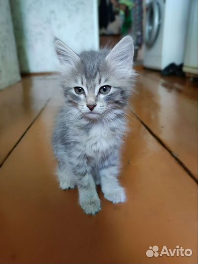 Кошки в добрые руки
