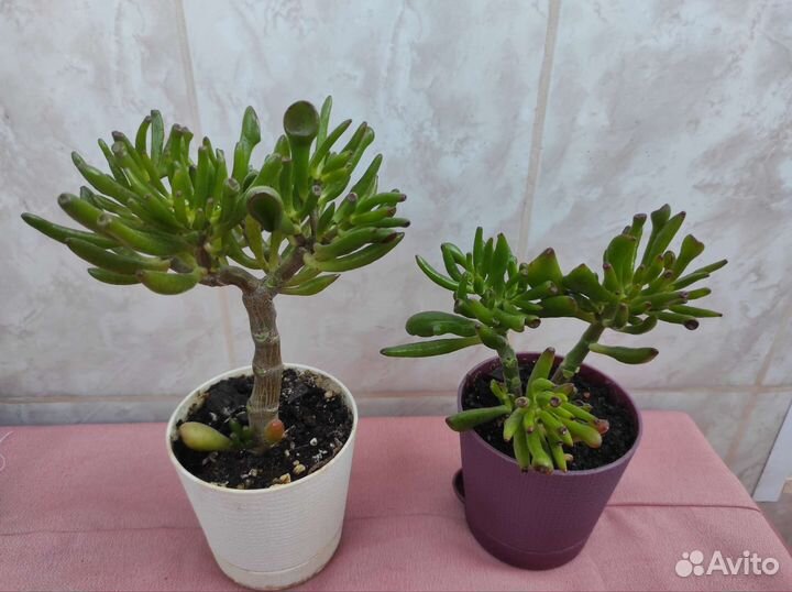 Крассула хоббит