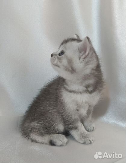 Британский котенок