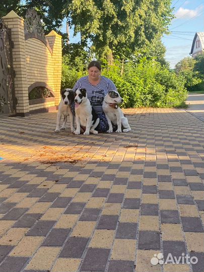 Щенки сао