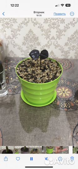 Замиокулькас черный ворон равен Raven Black