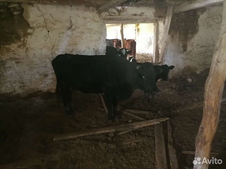 Продажа крс