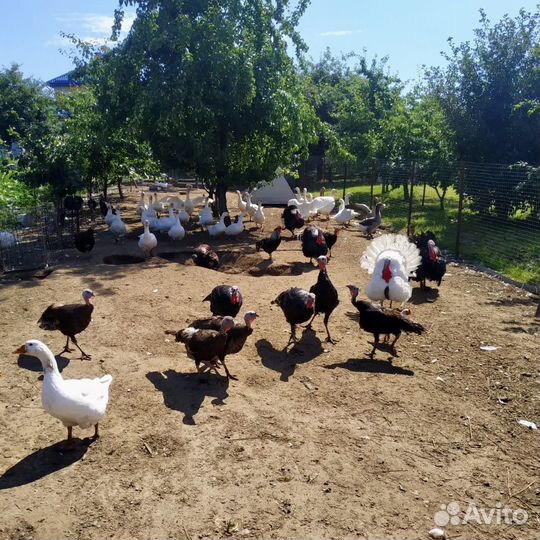 Индюки бронза