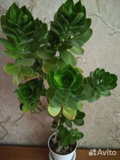 Толстянка, коланхоэ