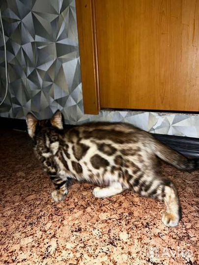 Бенгальский котенок мальчик