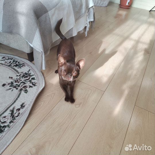 Вязка, Чихуахуа ждет невест