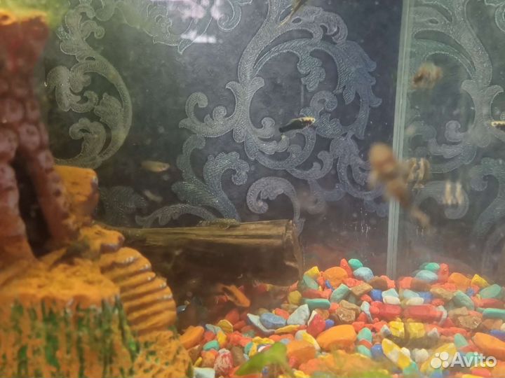 Аквариумные рыбки сомики