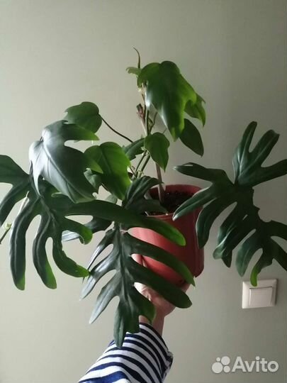 Филодендроны