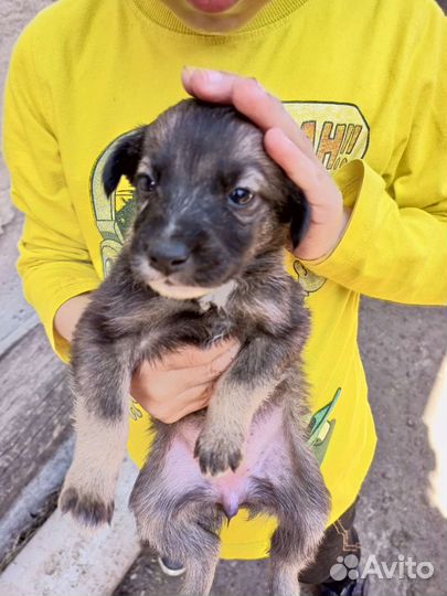 Собаки бесплатно в добрые руки щенки