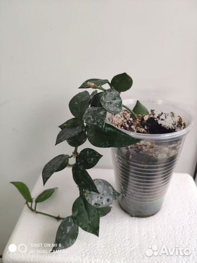 Хойя эскимо