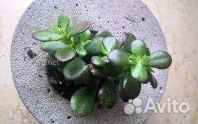 Денежное дерево - Толстянка