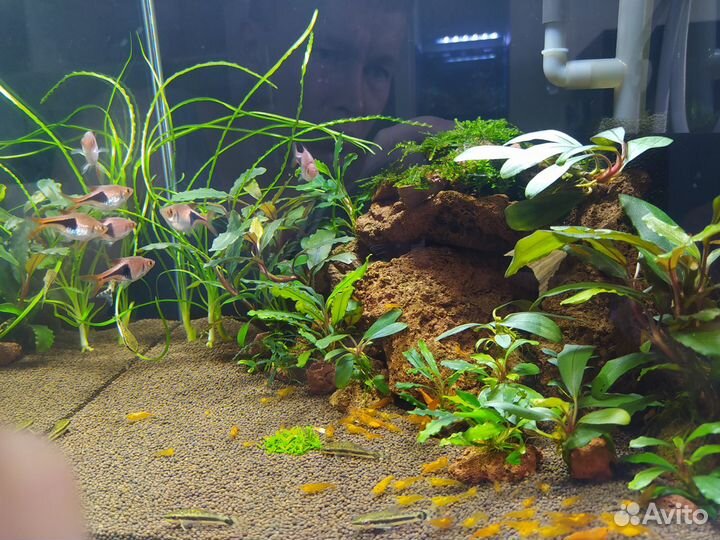 Аквариумные растения