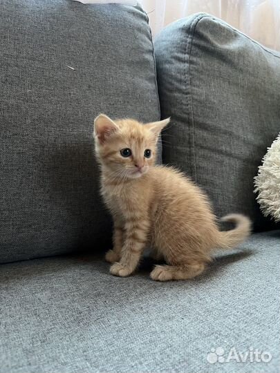 Котята рыжие бесплатно