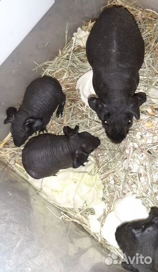 Морская свинка порода Скинни