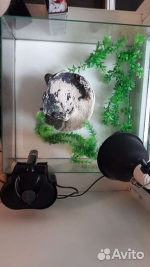 Акватеррариум для черепахи