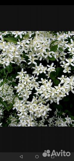 Саженцы клематиса