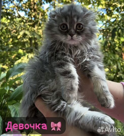 Шотландские котята