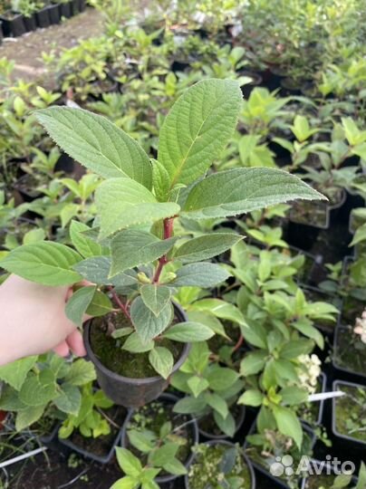 Гортензия метельчатые в горшках