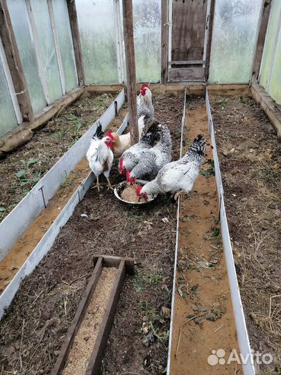 Петухи молодые