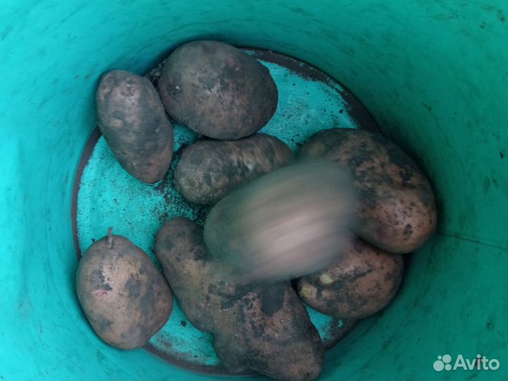 Продам картошку