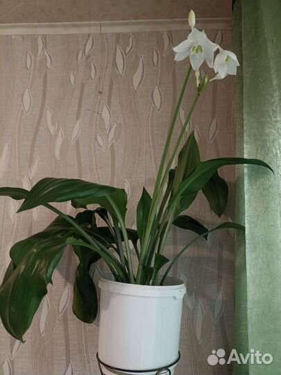 Эухарис амазонская лилия