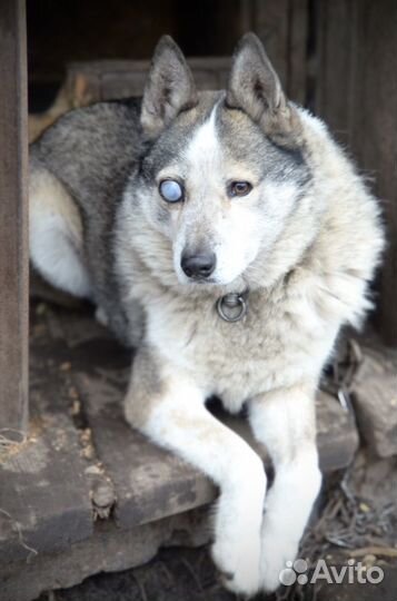 Ищет дом шикарный Хан