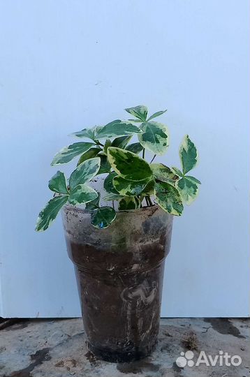 Самшит, бересклет вьющийся