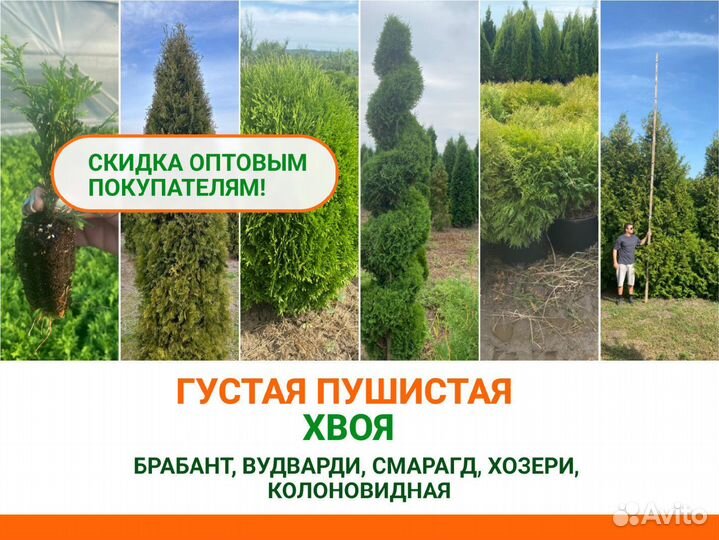 Туя брабант, вудварди, смарагд, хозери