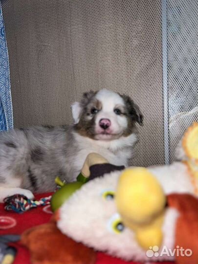 Щенки аусси