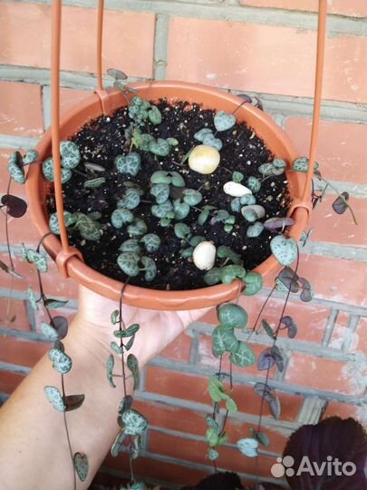 Циропегия вуда