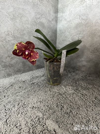 Орхидея Phal. I-Hsin Claire ES’551’ цветет